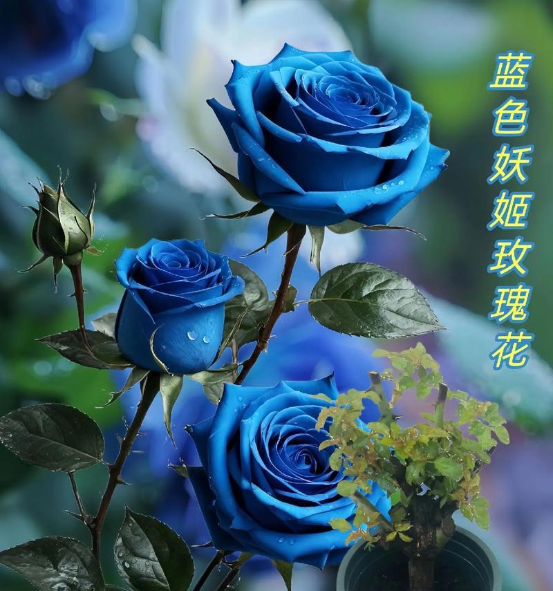 11朵蓝色妖姬的花语是什么？