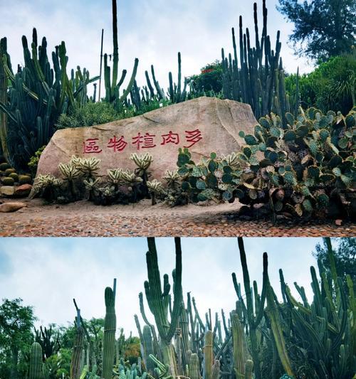 昆明的多肉织梦庄园如何成为文旅新热点？