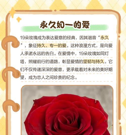 15朵玫瑰代表什么意思？花语是什么？