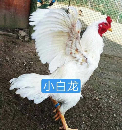 快手搜索养鸡相关关键词有哪些？