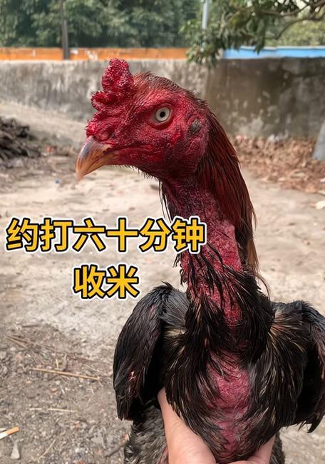 快手搜索养鸡相关关键词有哪些？
