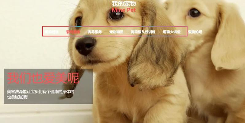 狗狗网站设计分析怎么写？有哪些要点需要注意？